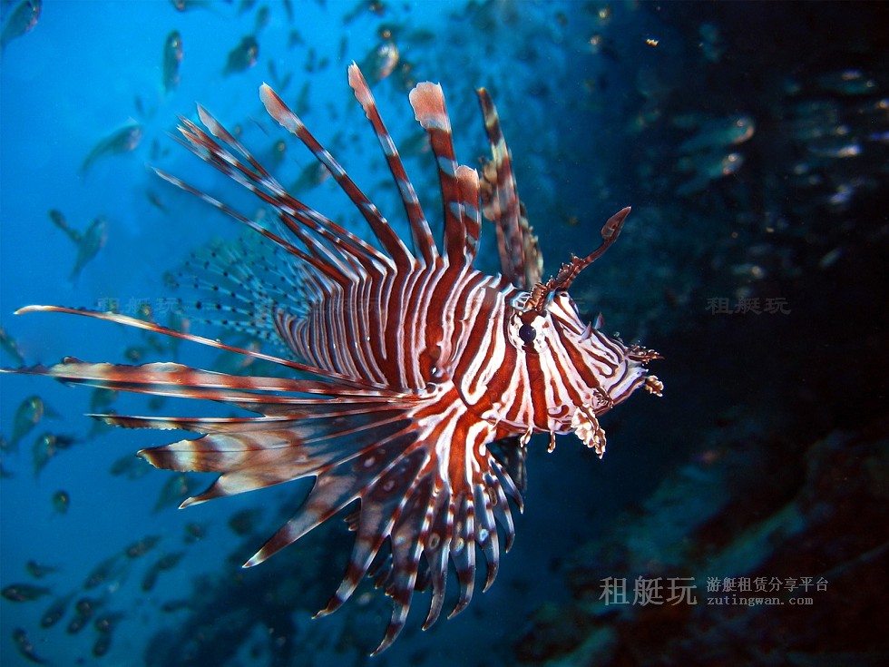 普吉游艇租賃 皇帝島 珊瑚島 香蕉海灘 普吉游艇租賃 皇帝島 珊瑚島 香蕉海灘
